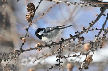 Coal Tit 月寒公園 Fri, 1/28/2022