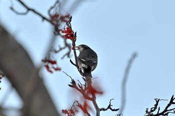 White-cheeked Starling 札幌 Thu, 1/27/2022