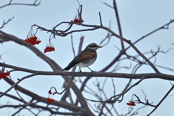 Dusky Thrush 札幌 Thu, 1/27/2022