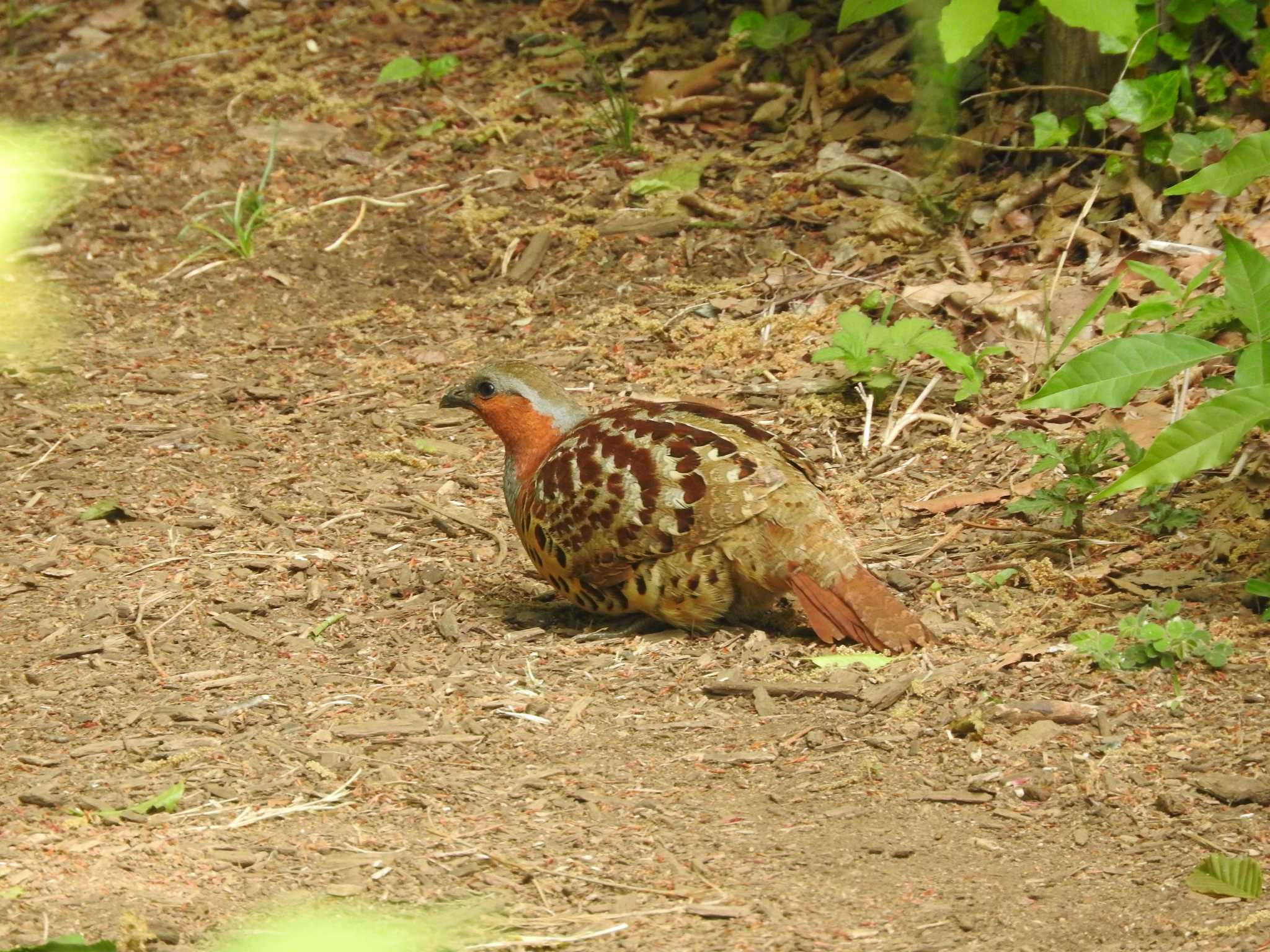 Chinese Bamboo Partridge