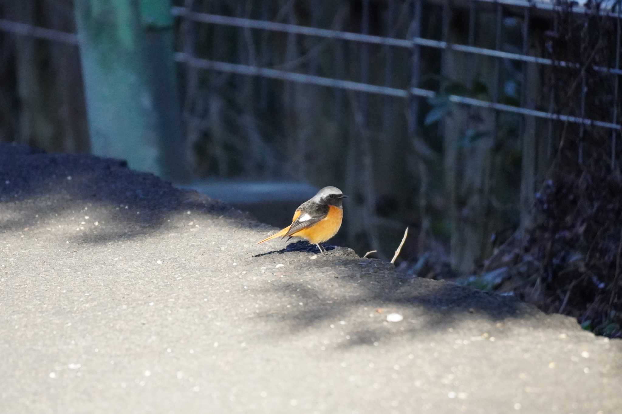 埼玉県 ジョウビタキの写真 by どばと