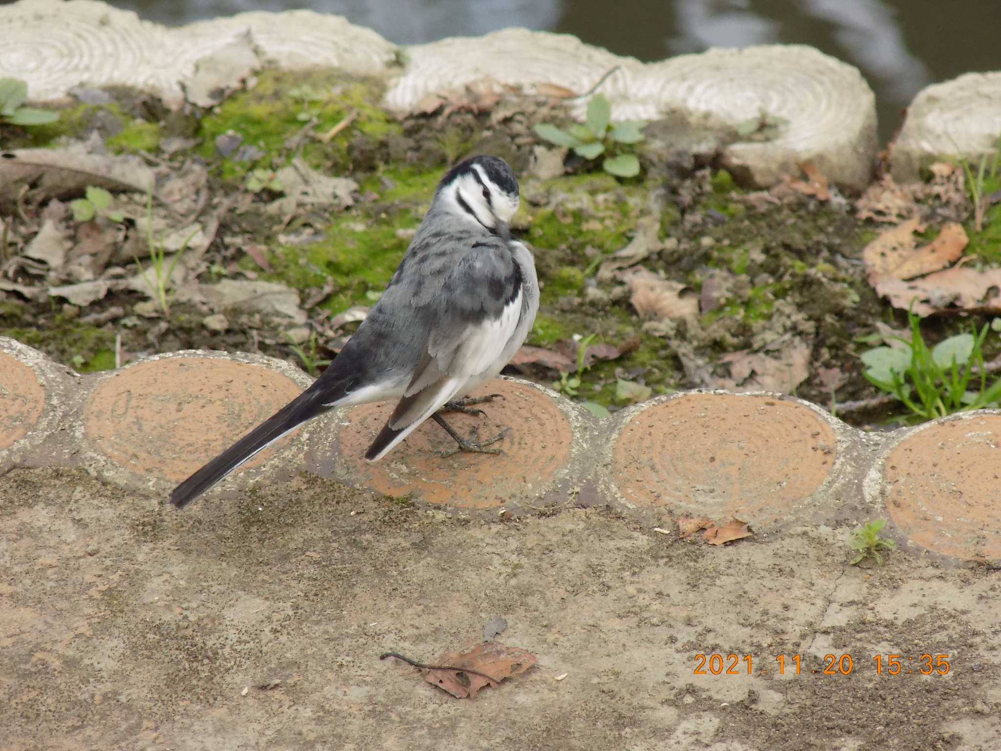 埼玉県鴻巣市吹上 元荒川 ハクセキレイの写真 by 近所で鳥見