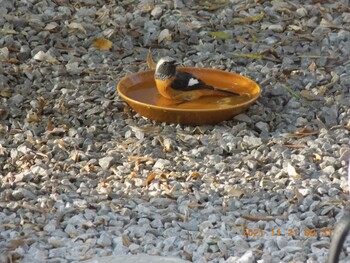 Daurian Redstart 埼玉県鴻巣市吹上 Sun, 11/21/2021