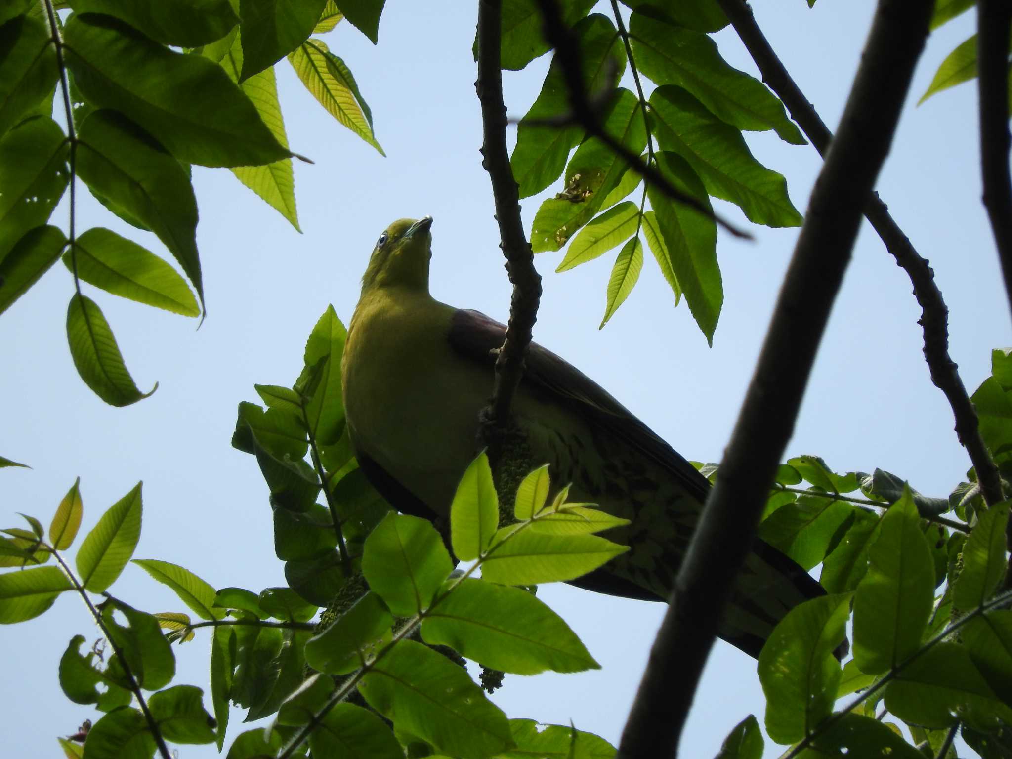 White-bellied Green Pigeon