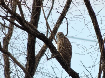 2022年1月28日(金) 荒川河川敷の野鳥観察記録