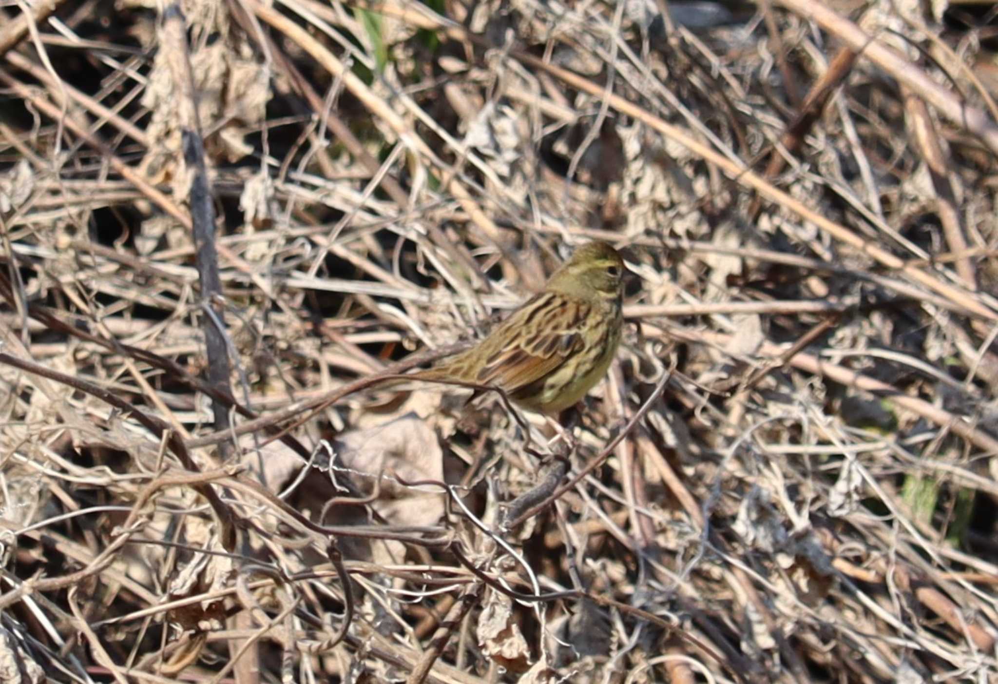 Photo of Masked Bunting at 桧原公園(常滑市) by ぴーたま・まる