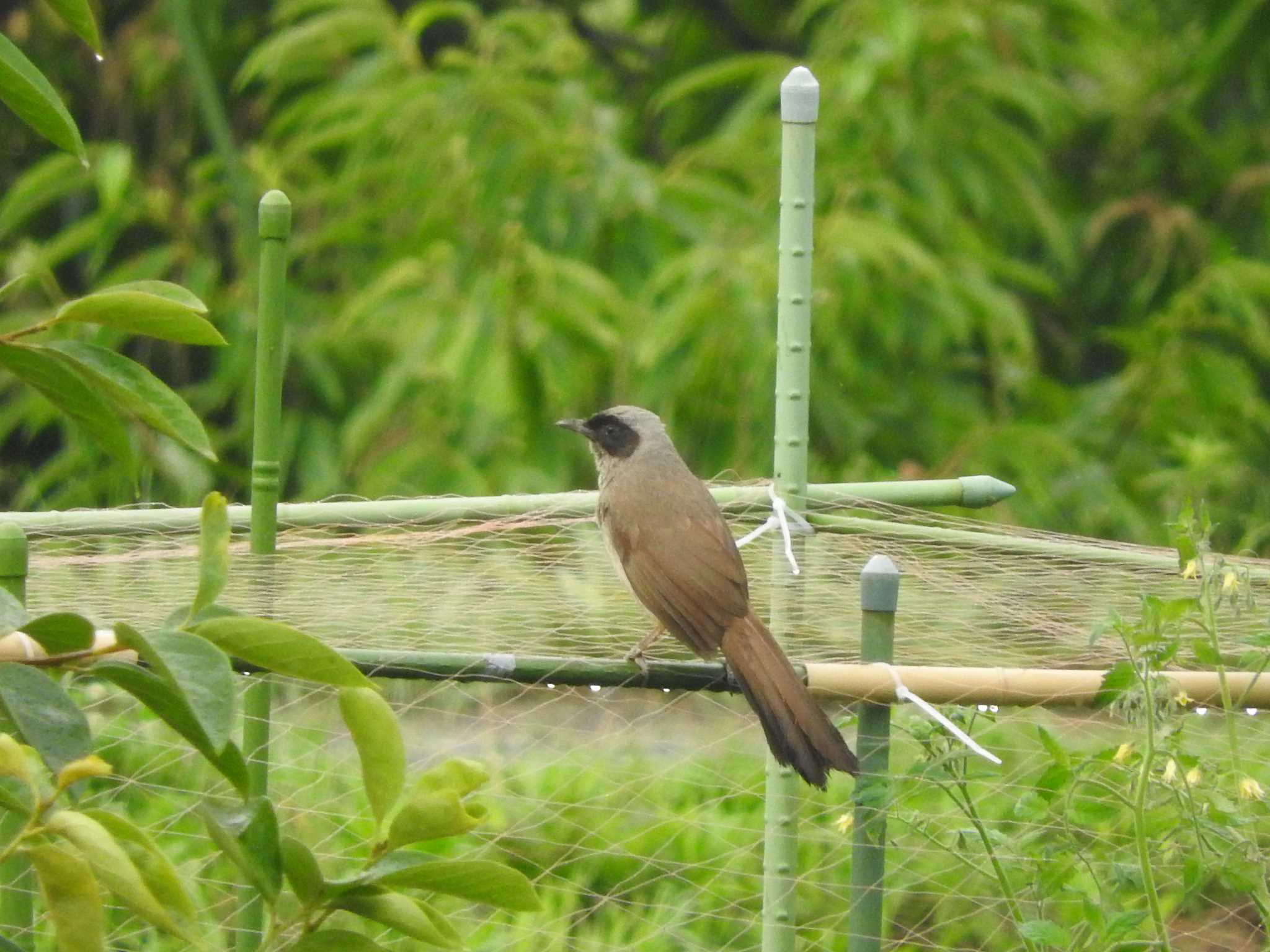 カオグロガビチョウ