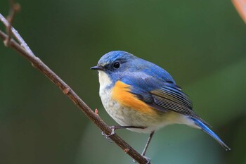 Red-flanked Bluetail Unknown Spots Sat, 1/29/2022