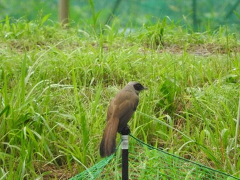 カオグロガビチョウ あきる野市切欠付近秋川 2017年8月14日(月)