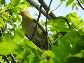 アオバト 小宮公園(八王子) 2017年5月7日(日)