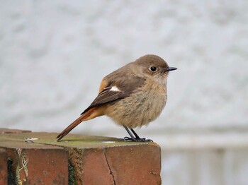 Sat, 1/29/2022 Birding report at 東京都世田谷区