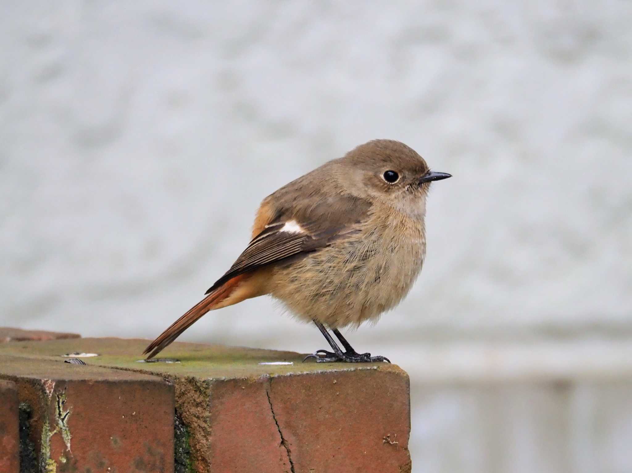 Daurian Redstart