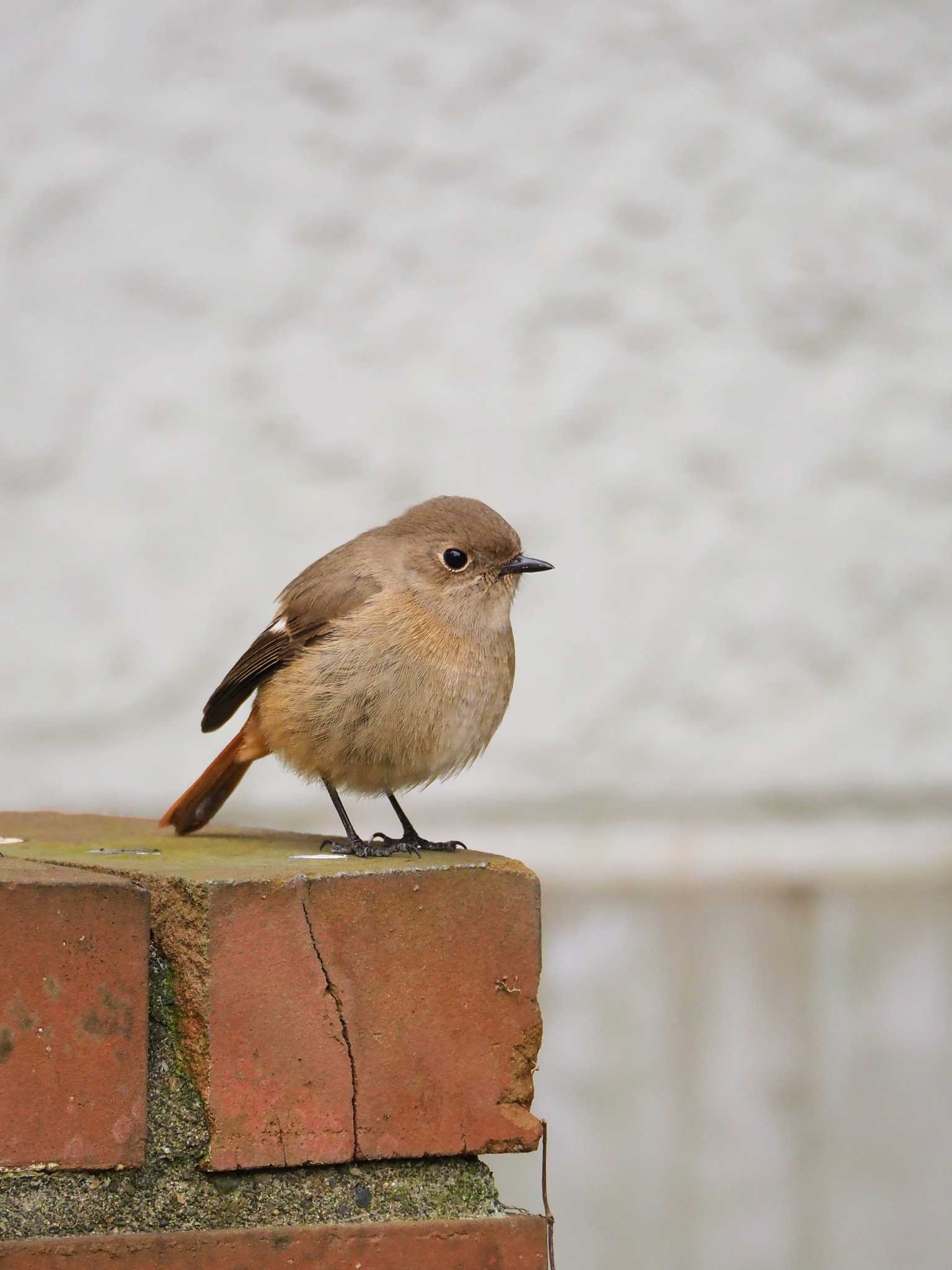 Daurian Redstart