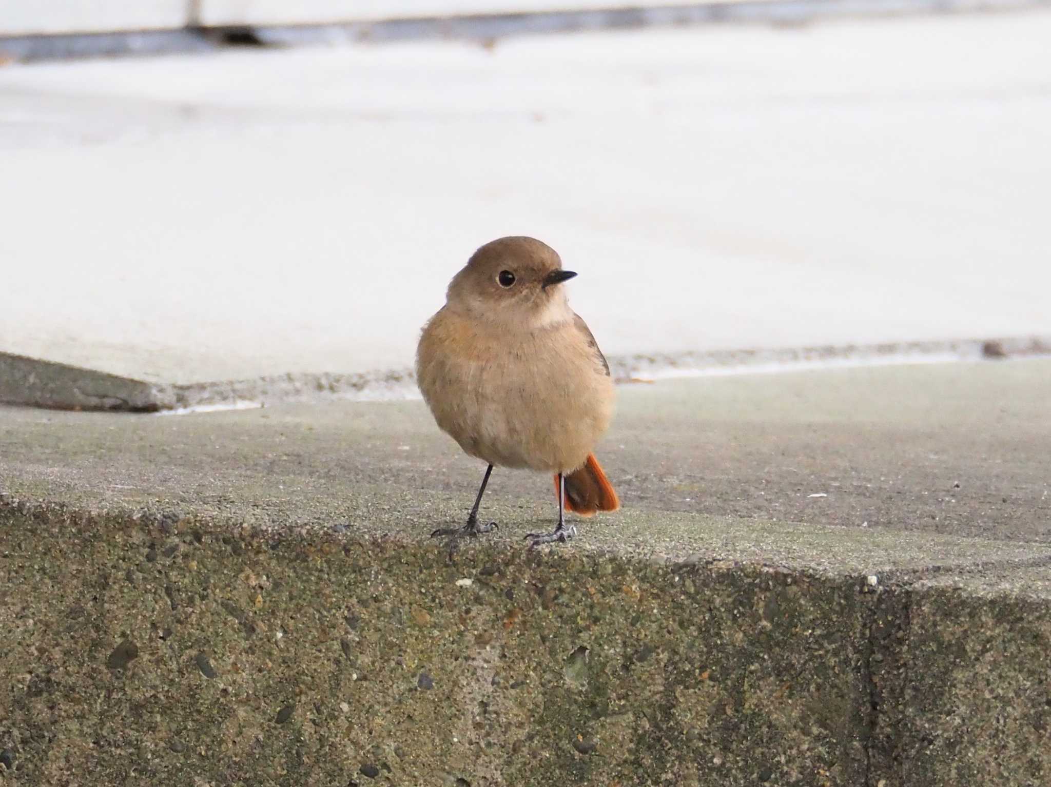 Daurian Redstart