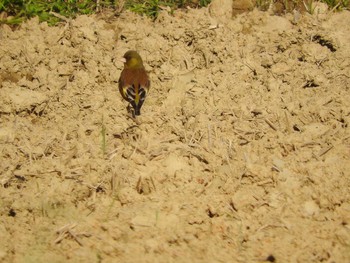 カワラヒワ あきる野市切欠付近秋川 2017年5月21日(日)