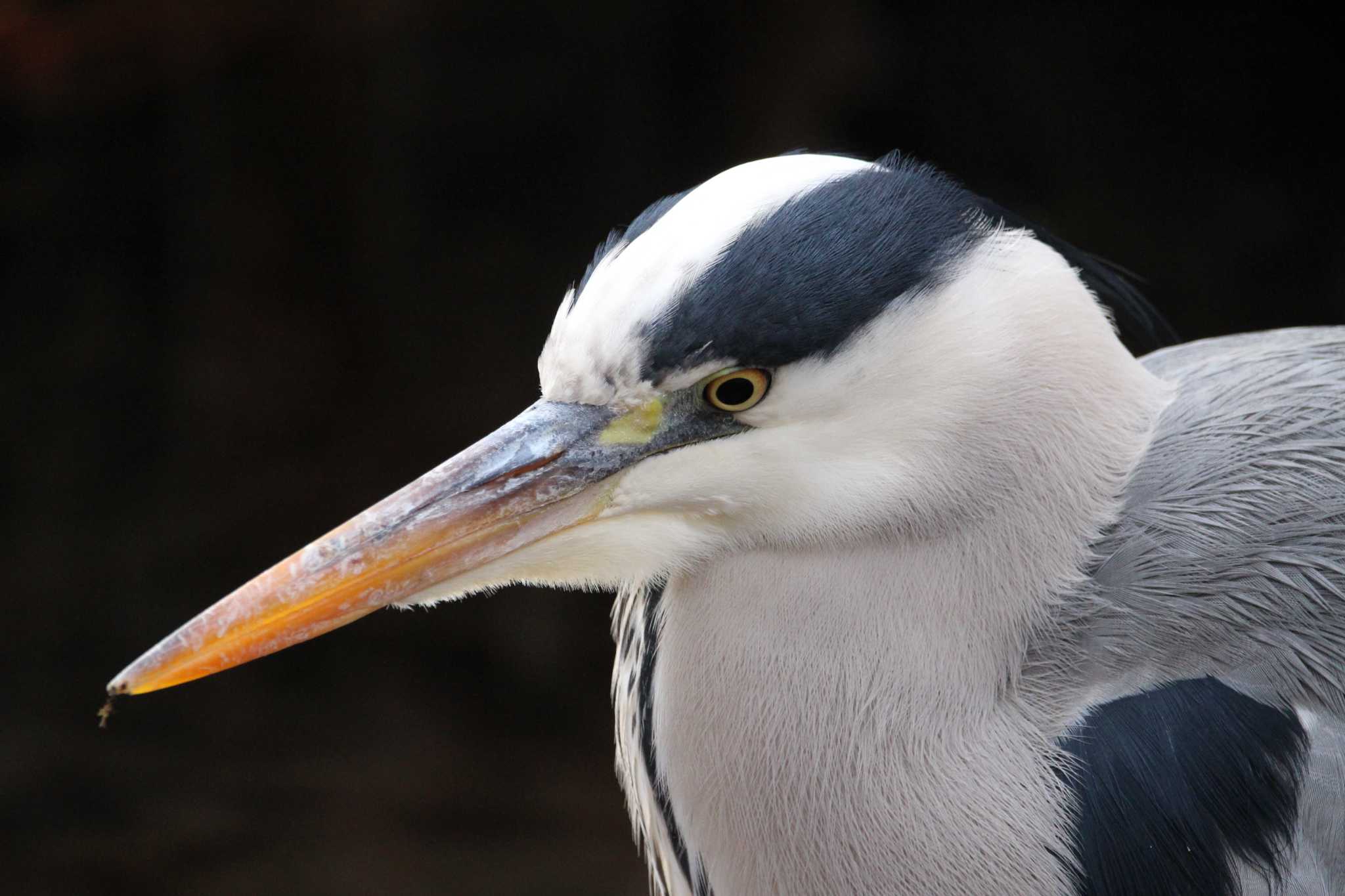 Photo of Grey Heron at Shakujii Park by Sweet Potato