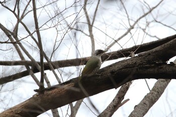 Japanese Green Woodpecker Shakujii Park Sat, 1/29/2022