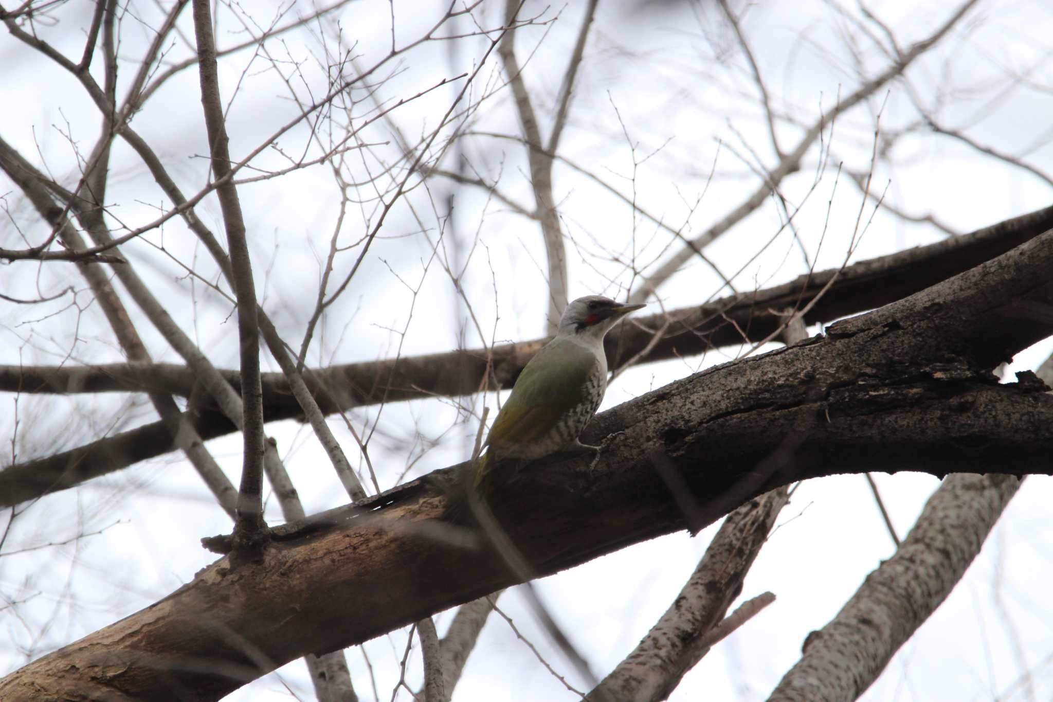 Japanese Green Woodpecker