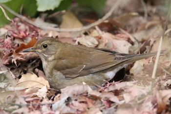 Pale Thrush Shakujii Park Sat, 1/29/2022