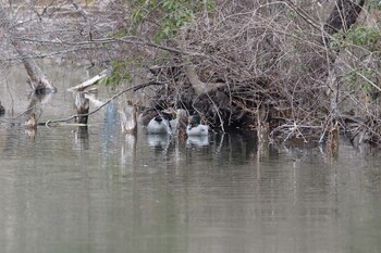 Falcated Duck Shakujii Park Sat, 1/29/2022