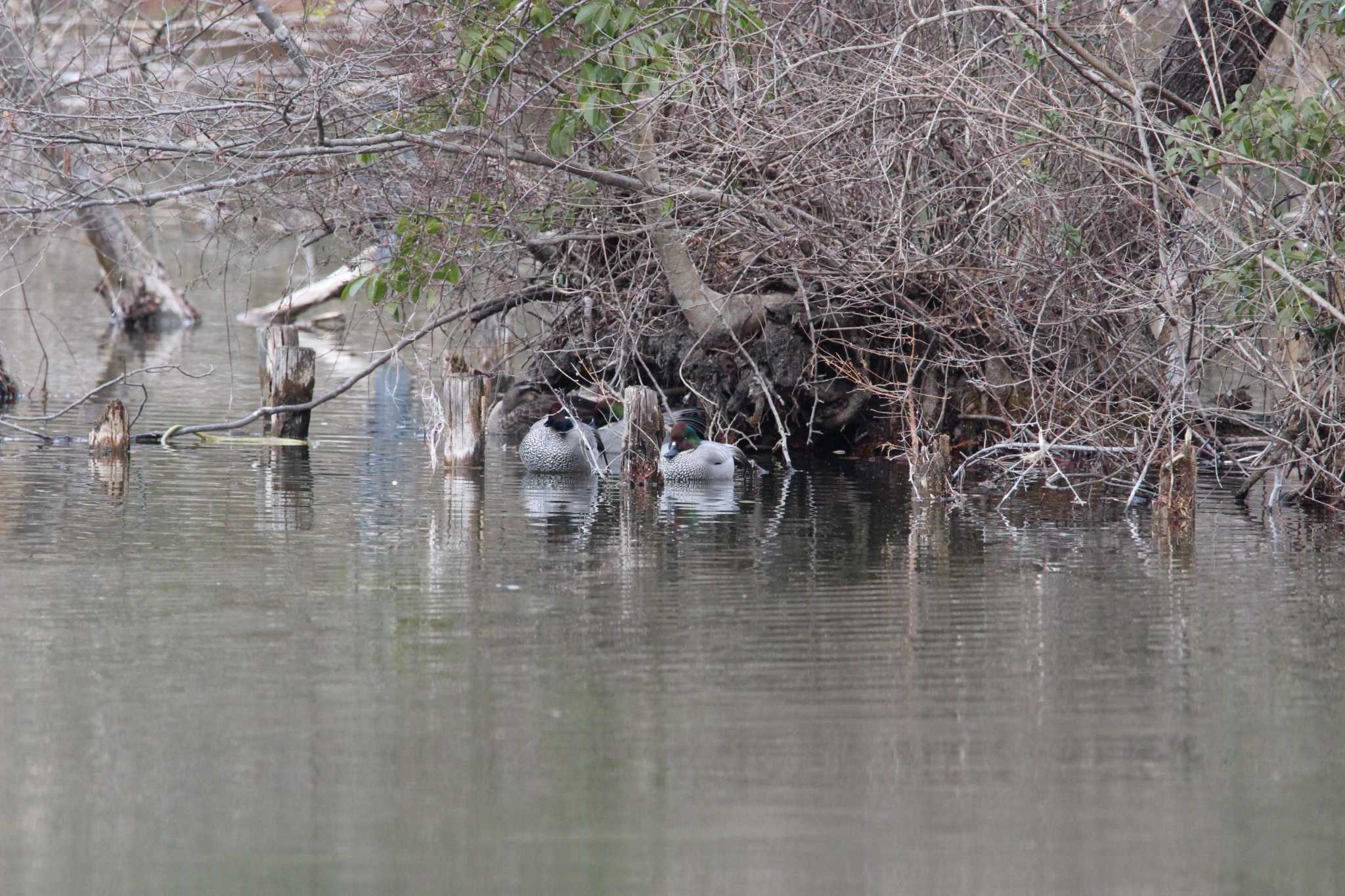 Photo of Falcated Duck at Shakujii Park by Sweet Potato