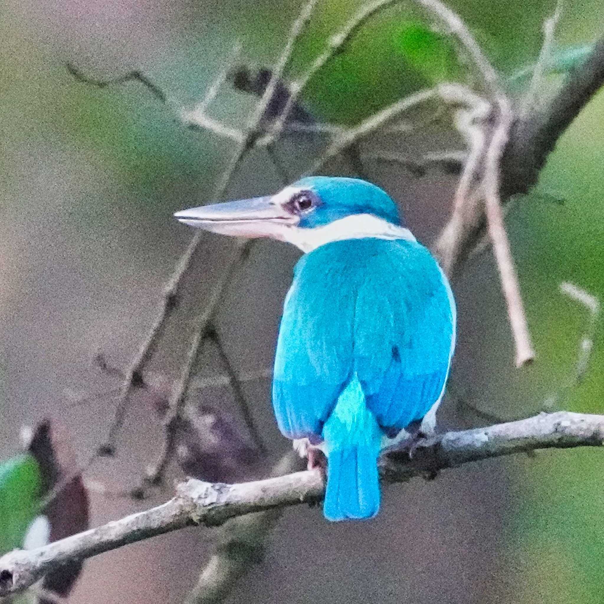 Collared Kingfisher