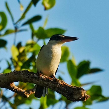 Collared Kingfisher Phra Chedi Klang Nam(Rayong) Mon, 1/24/2022