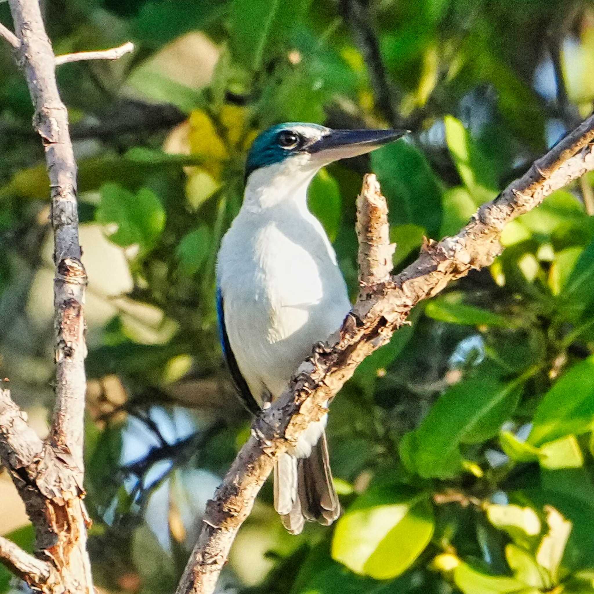 Collared Kingfisher