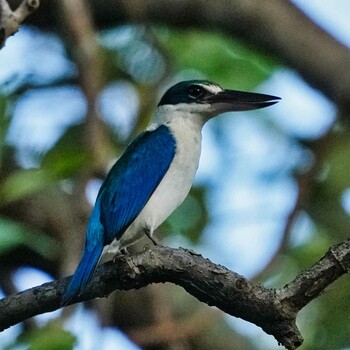 Collared Kingfisher Phra Chedi Klang Nam(Rayong) Mon, 1/24/2022