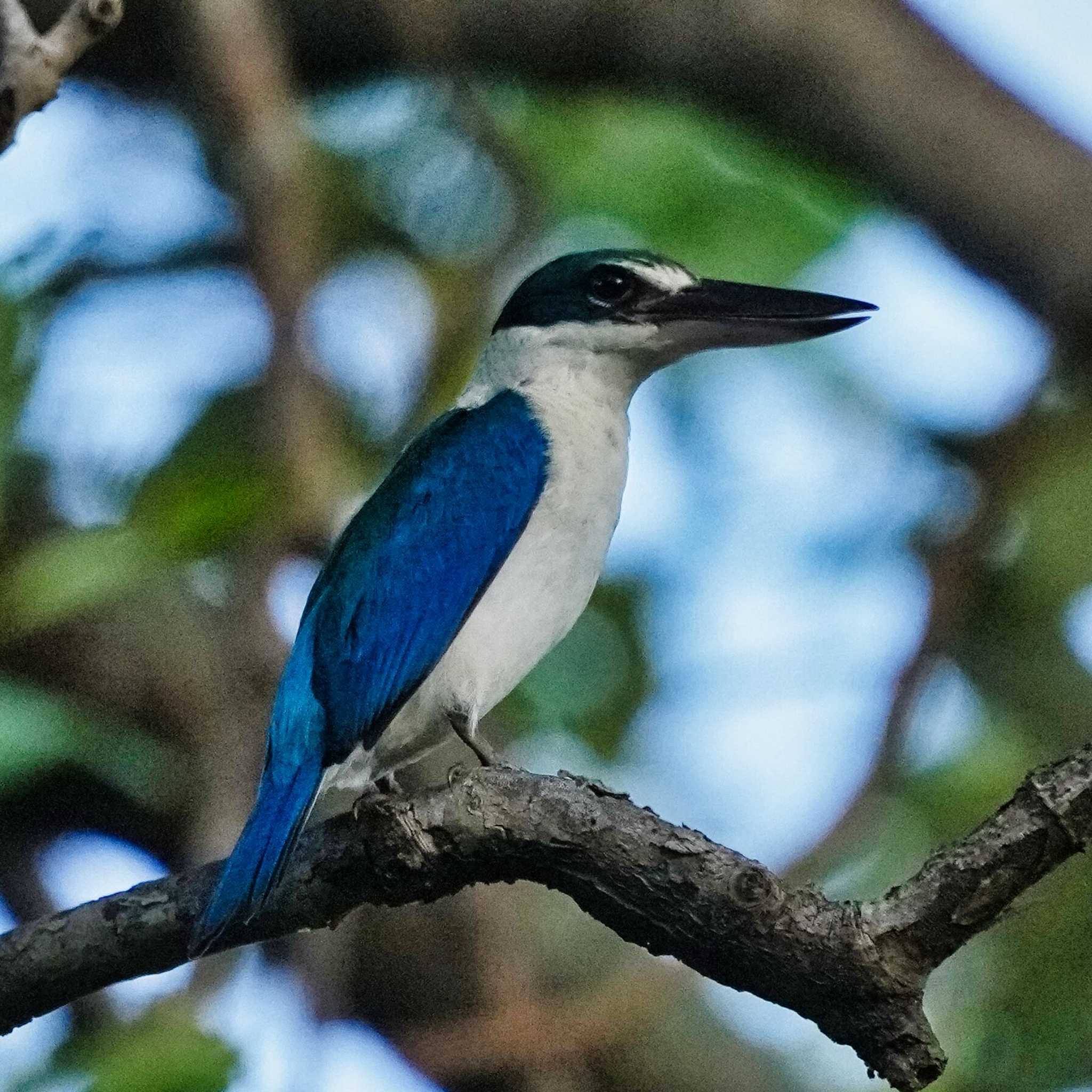 Collared Kingfisher