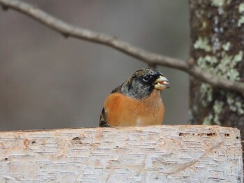 2022年1月28日(金) 秩父の野鳥観察記録