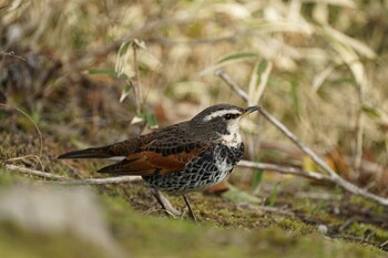 Sat, 1/29/2022 Birding report at Matsue Castle