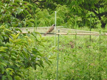 カオグロガビチョウ あきる野市切欠付近秋川 2017年8月14日(月)