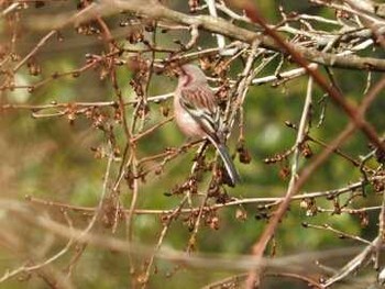 Siberian Long-tailed Rosefinch Hayatogawa Forest Road Unknown Date