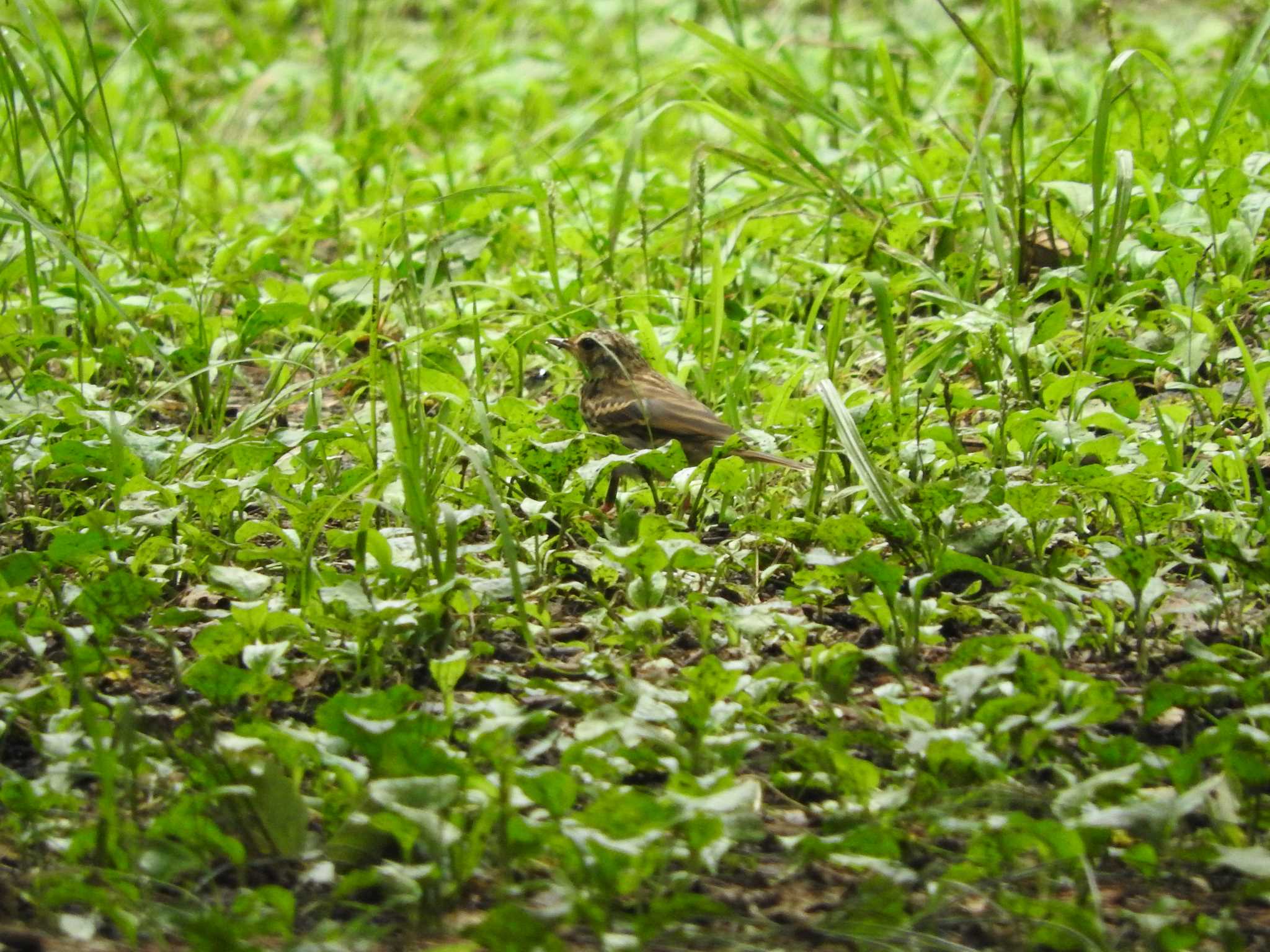 Olive-backed Pipit