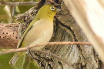 Warbling White-eye 埼玉県さいたま市 Sat, 1/29/2022