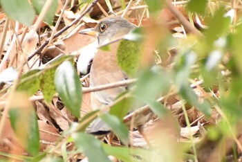 Pale Thrush 埼玉県さいたま市 Sat, 1/29/2022