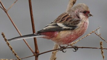 Sat, 1/29/2022 Birding report at 埼玉県さいたま市