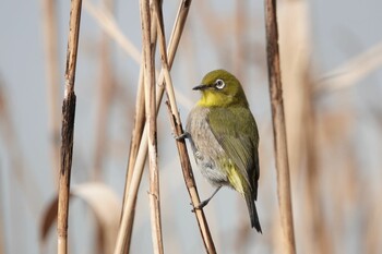 Warbling White-eye 東京都 Sat, 1/29/2022