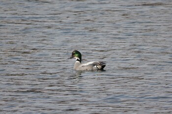 Falcated Duck 東京都 Sat, 1/29/2022