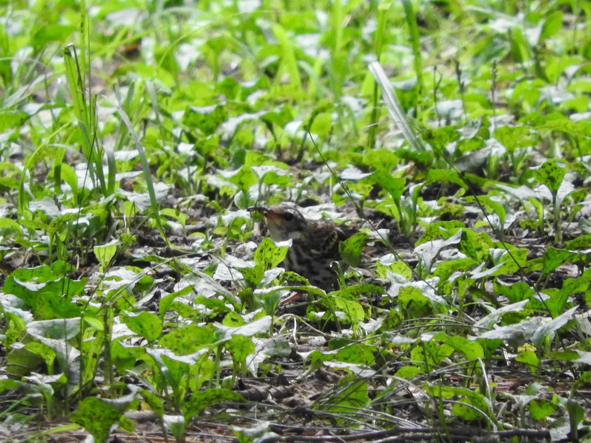 Olive-backed Pipit