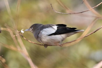 カラムクドリ 兵庫県 2022年1月28日(金)