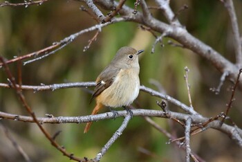 Daurian Redstart 聚楽園公園 Wed, 1/26/2022