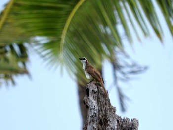 Yellow-vented Bulbul マラパスクア島(フィリピン) Sat, 7/29/2017