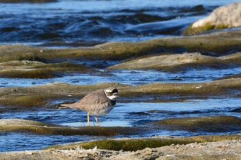 2022年1月22日(土) 多摩川二ヶ領宿河原堰の野鳥観察記録