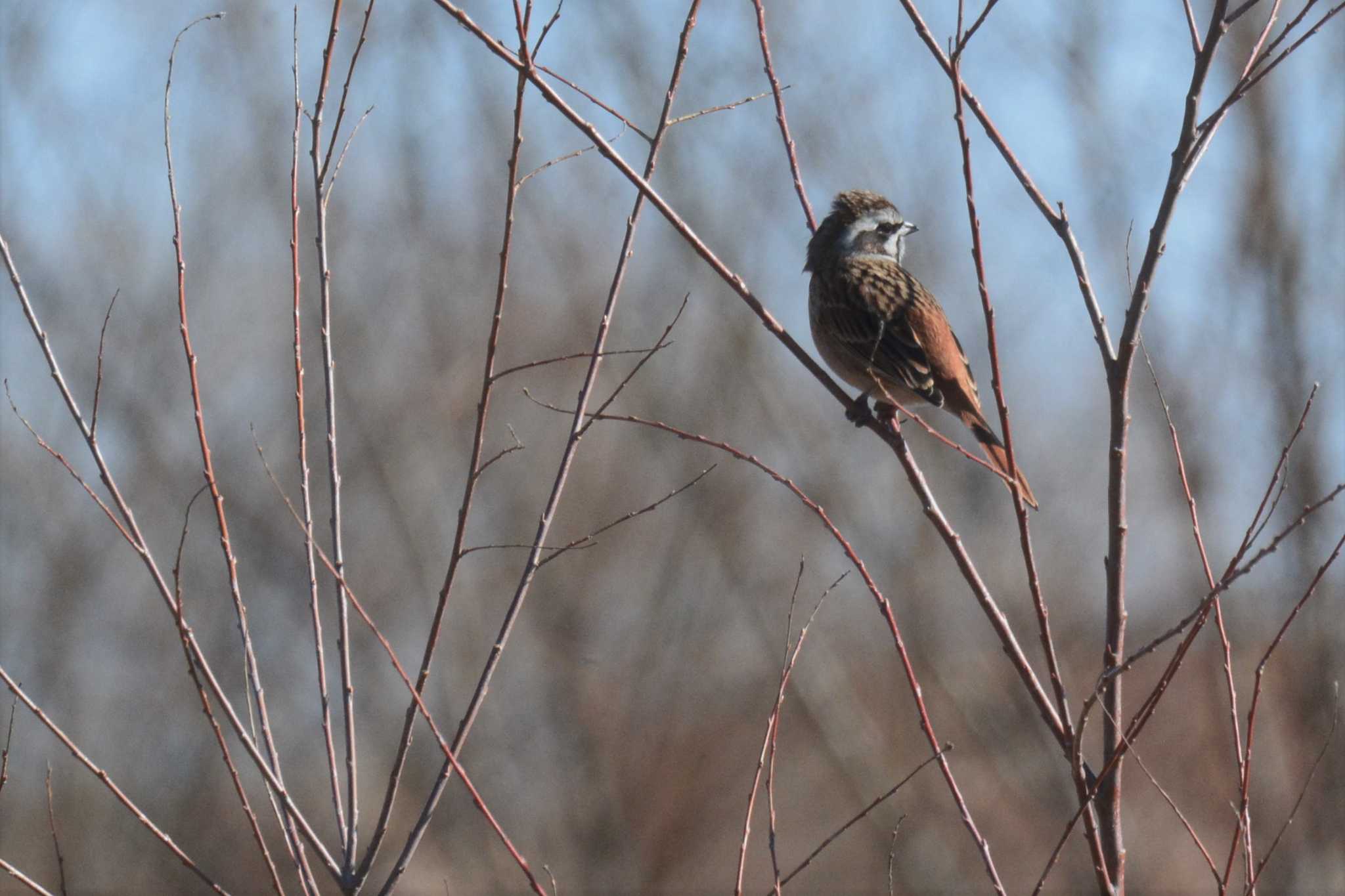 Photo of Meadow Bunting at 多摩川二ヶ領宿河原堰 by geto