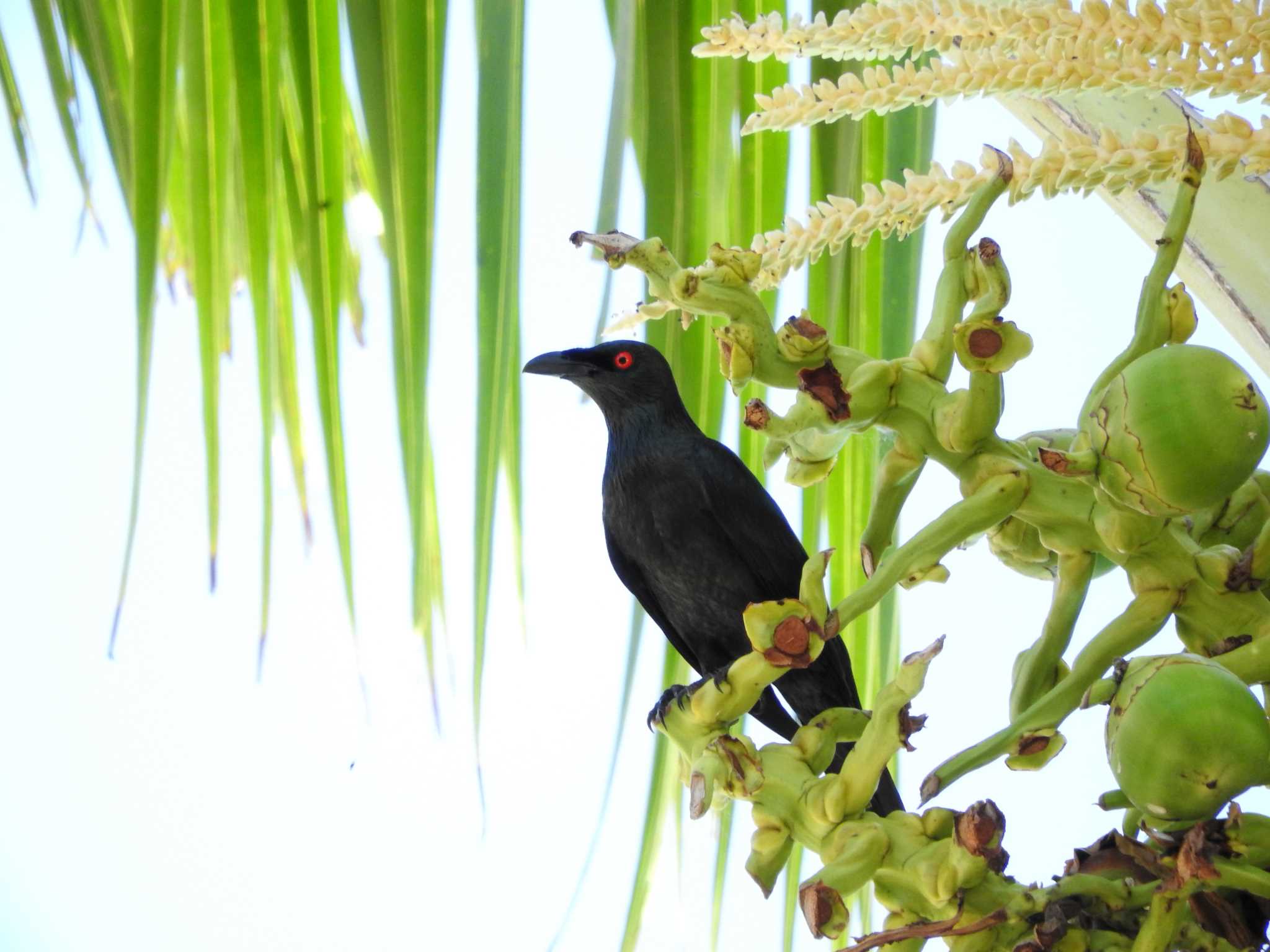 Asian Glossy Starling