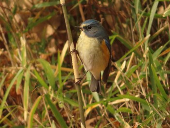 2022年1月29日(土) 小山田緑地公園の野鳥観察記録