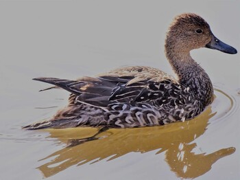 オナガガモ 舞岡公園 2021年10月30日(土)