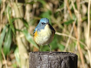 ルリビタキ 舞岡公園 2021年12月27日(月)